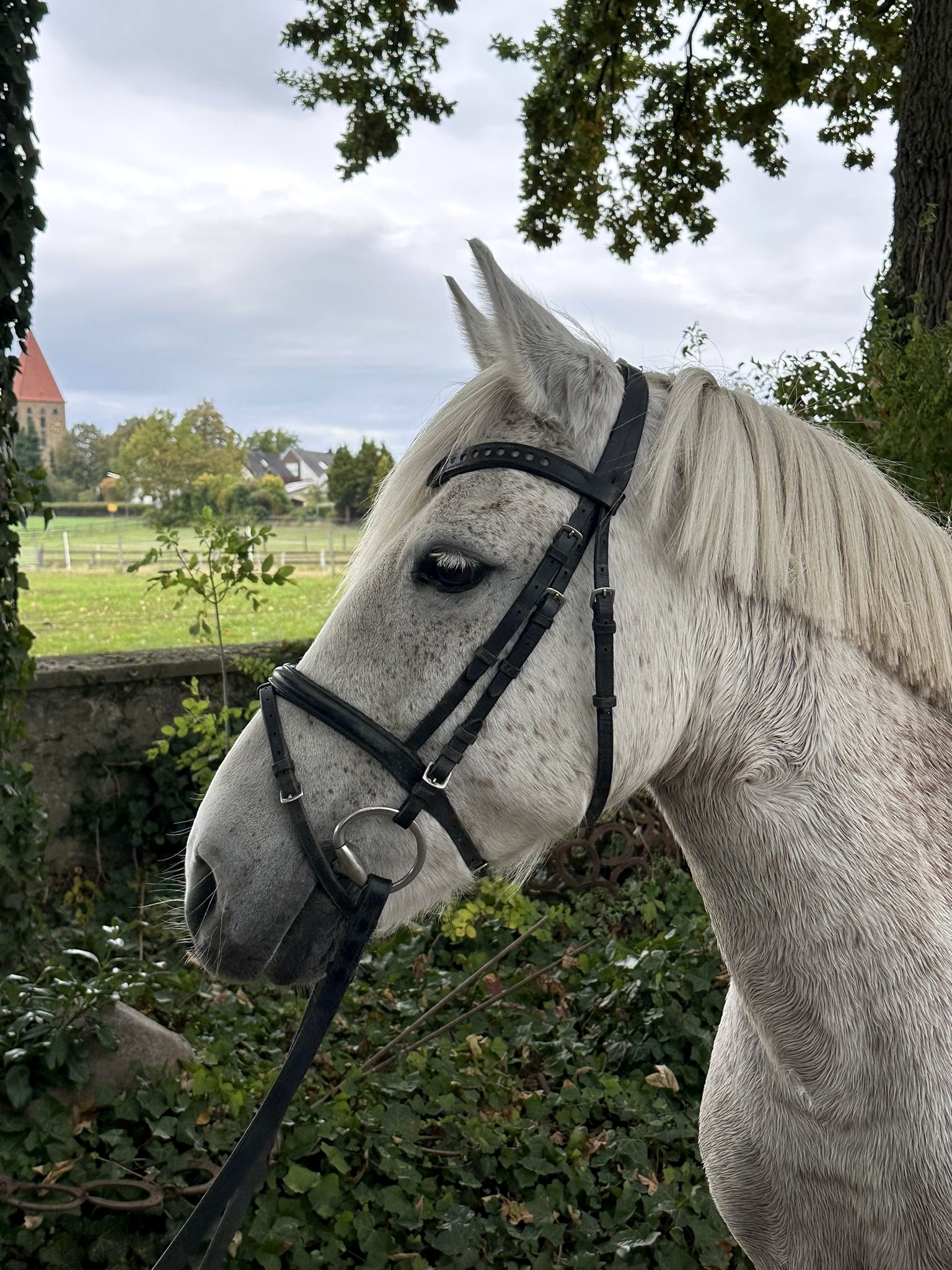 Weißes Pferd mit schwarzem Zaumzeug auf grüner Wiese, umgeben von Bäumen unter bewölktem Himmel.